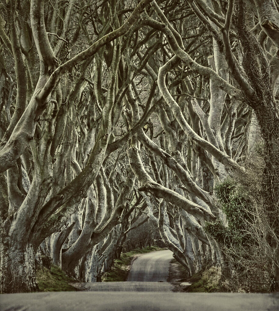 The Dark Hedges