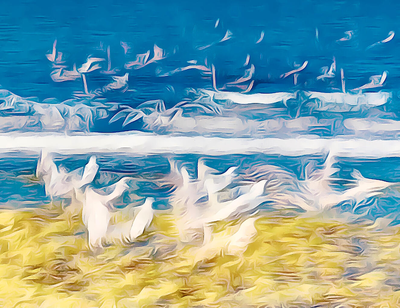Gulls, ICM